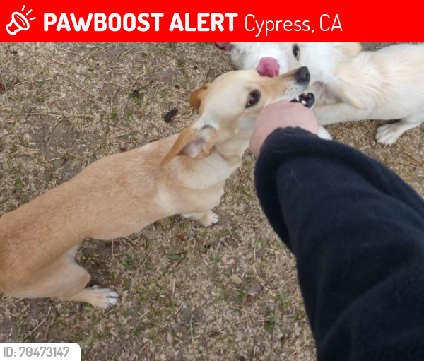 Deceased Female Dog last seen Luzon and orangewood, Cypress, CA 90630