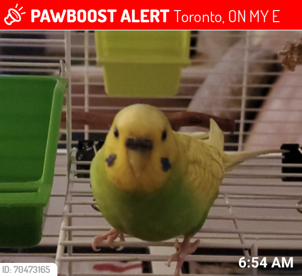 Lost Female Bird last seen Manitoba St and Milton St , Toronto, ON M8Y 1E2