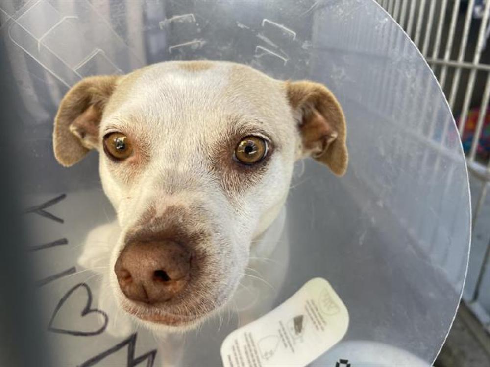Shelter Stray Female Dog last seen Near BLOCK BLOSSOM ST, Pasadena, CA 91105