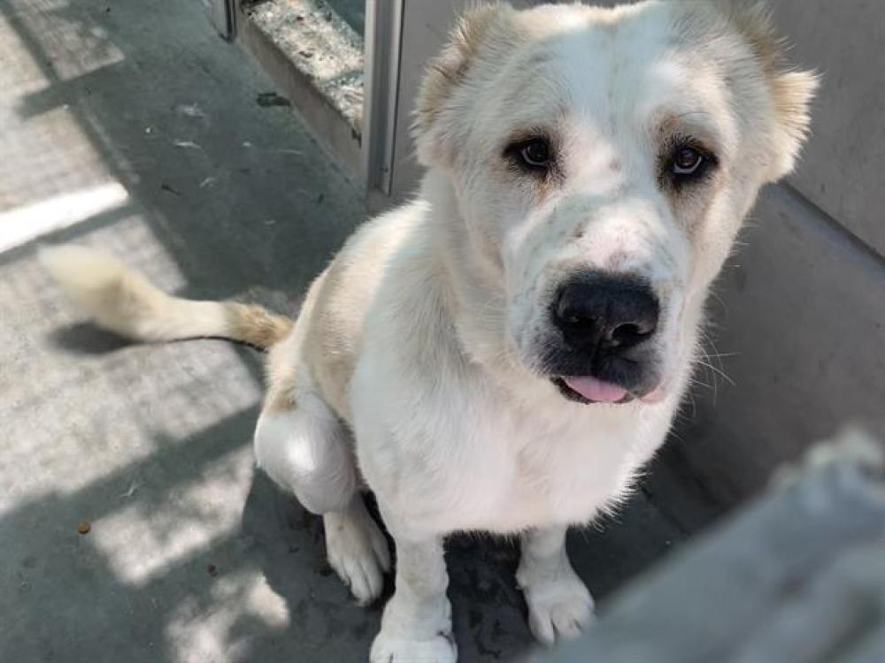 Shelter Stray Male Dog last seen Near BLOCK E. FOOTHILL BLVD, Pasadena, CA 91105