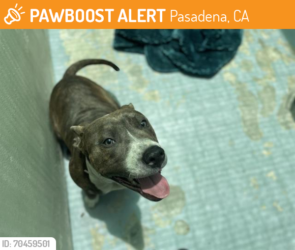Shelter Stray Male Dog last seen W. OLIVE AVE / MONTEREY AVE, Pasadena, CA 91105
