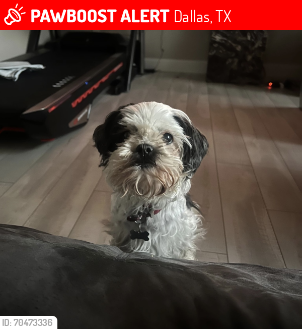 Lost Male Dog last seen Jim Miller/Canterview Dr, Dallas, TX 75228