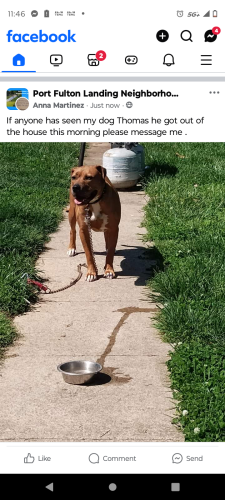 Lost Male Dog last seen 8th Street or 10th Street Jeffersonville  Indiana , Jeffersonville, IN 47131