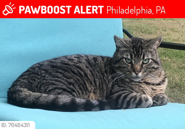 Lost Male Cat last seen Grant Avenue and Academy Road, Philadelphia, PA 19114