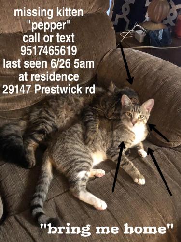 Lost Male Cat last seen Bradley and Potomac , Menifee, CA 92586