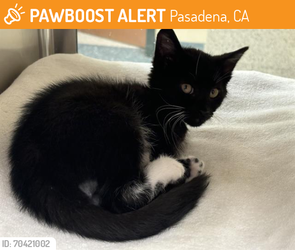 Shelter Stray Male Cat last seen W HOWARD / LINCOLN, Pasadena, CA 91105