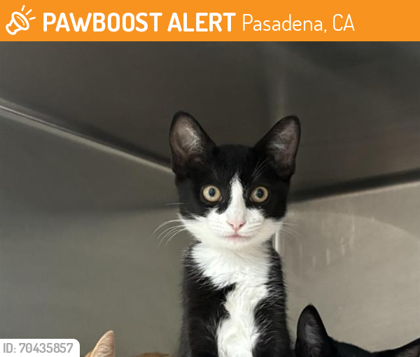 Shelter Stray Female Cat last seen MAYFLOWER AND PARKER, Pasadena, CA 91105
