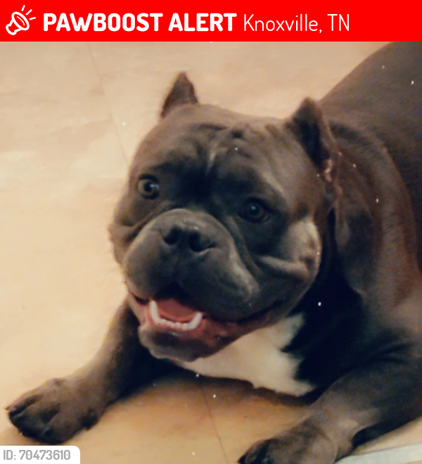 Lost Male Dog last seen Ebenezer Rd, Knoxville, TN 37922