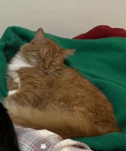 Lost Male Cat last seen Gault st, Independence , Los Angeles, CA 91303