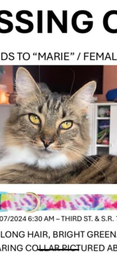 Lost Female Cat last seen Orient Ohio, Orient, OH 43146
