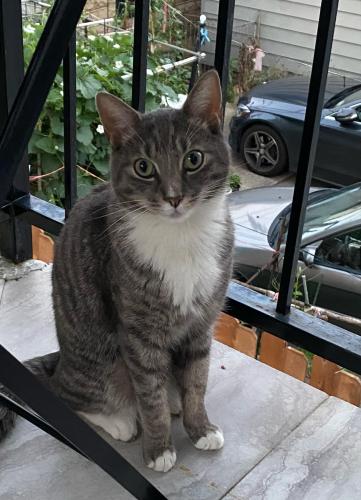 Lost Male Cat last seen Avenue S and East 16th street, Brooklyn, NY 11229