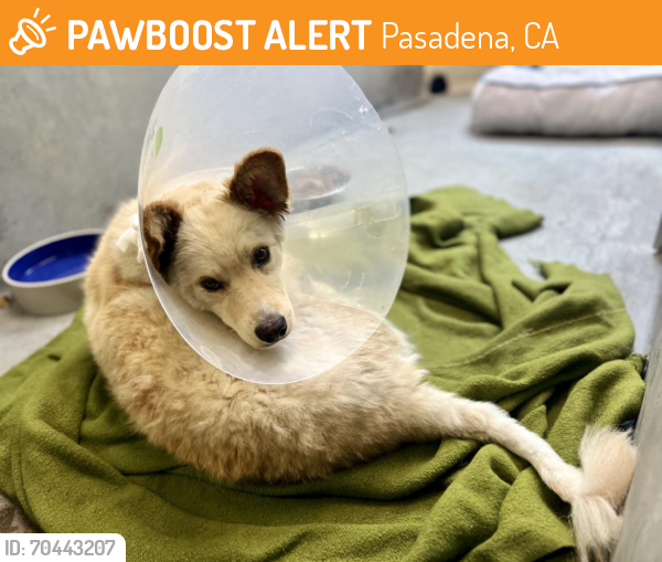 Shelter Stray Male Dog last seen CITY OF ROSEMEAD, Pasadena, CA 91105