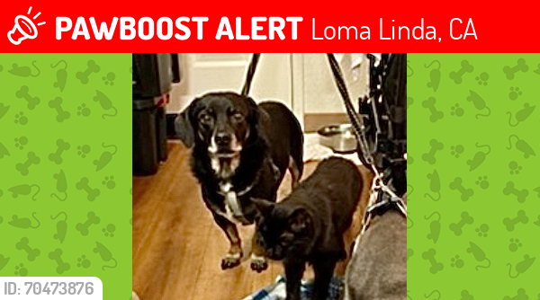 Lost Male Dog last seen Loma Linda University Medical Center, Loma Linda, CA 92350
