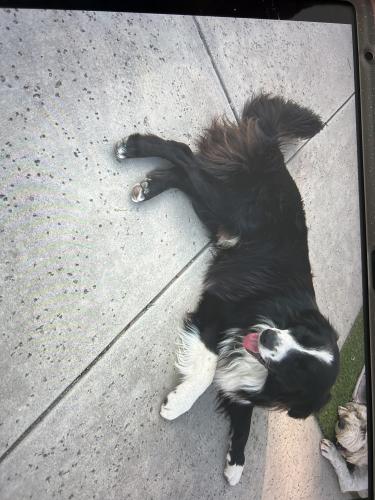 Lost Male Dog last seen Dilbeck and Cottonwood Ave, Moreno Valley, CA 92553