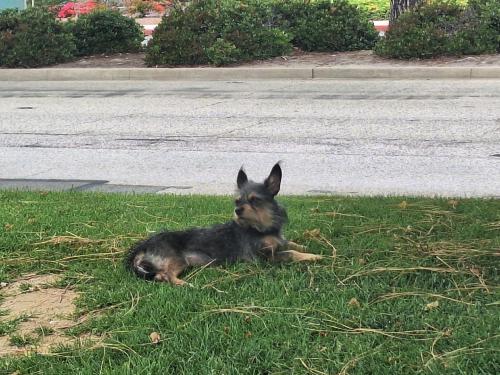 Lost Female Dog last seen gilbert and Lincoln, Anaheim, CA 92801