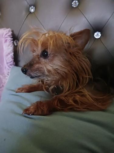 Lost Female Dog last seen Government and dauphin , New York, NY 10002