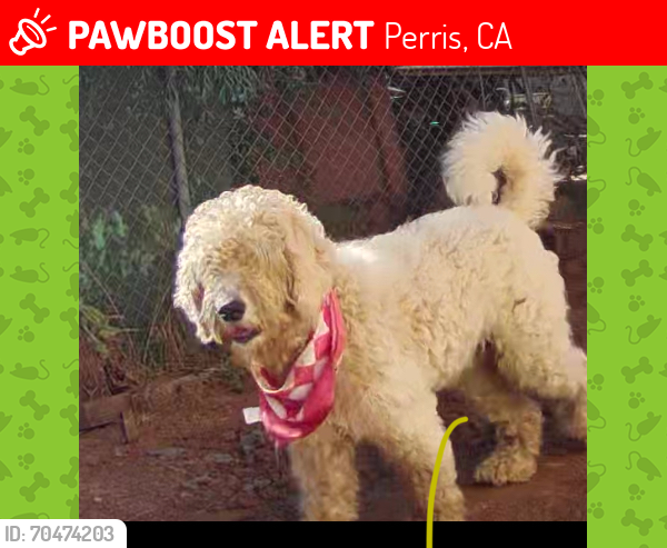 Lost Male Dog last seen Clark , Perris, CA 92570