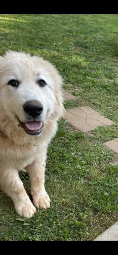 Lost Male Dog last seen Long Shoals Rd, Lincolnton, NC 28092