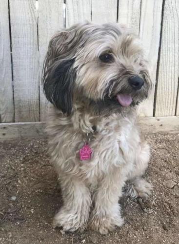 Lost Female Dog last seen Orange terrace parkway and trautwein , Riverside, CA 92508