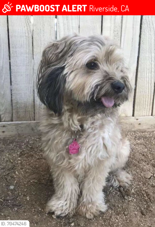 Lost Female Dog last seen Orange terrace parkway and trautwein , Riverside, CA 92508