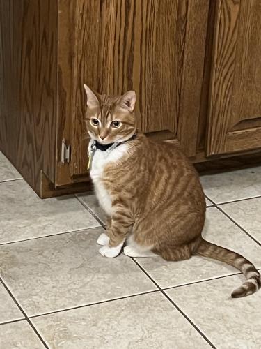 Lost Male Cat last seen Woodbridge Neighborhood, Fayetteville, NC 28311