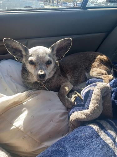 Lost Female Dog last seen Baker and bristol, Costa Mesa, CA 92626