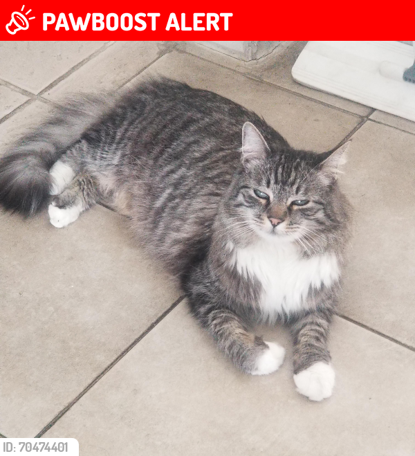 Lost Female Cat last seen Colima Rd, Rowland Heights, CA 91748