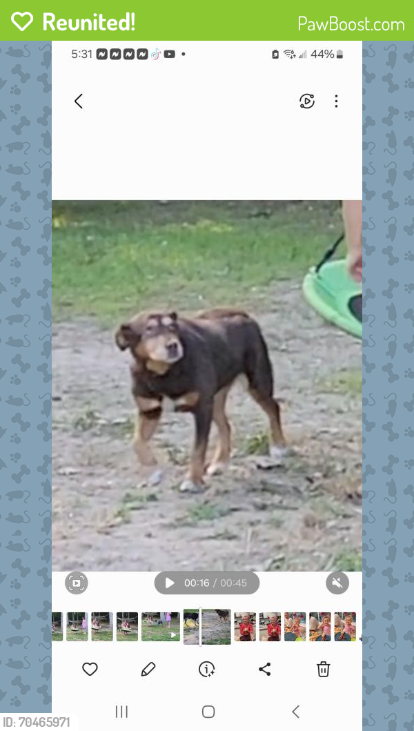 Reunited Female Dog last seen Ridge St and New Road, Southampton Township, NJ 08088