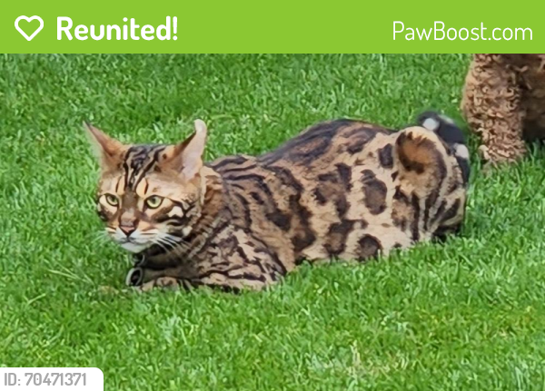 Reunited Male Cat last seen Brentwood Stair and Sandy Ln, Fort Worth, TX 76112