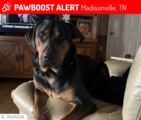 Lost Male Dog last seen Griffith branch Rd , Madisonville, TN 37354