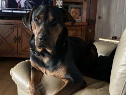 Lost Male Dog last seen Griffith branch Rd, Madisonville, TN 37354