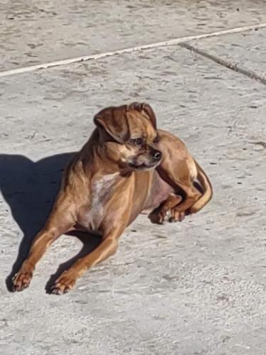 Lost Male Dog last seen Brookshire Ave and Eucalyptus St  Downey California 90242, Downey, CA 90242