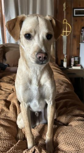 Lost Male Dog last seen 19th St. and Junipero Ave. , Signal Hill, CA 90755