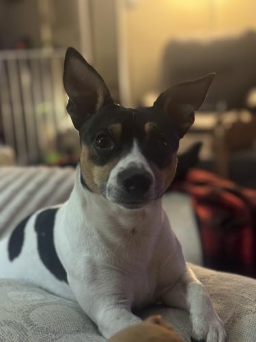 Lost Male Dog last seen Mars hill St & Troy ave , Indianapolis, IN 46241
