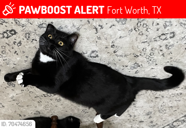 Lost Female Cat last seen Rosemeade Dr and River Bend Blvd, Fort Worth, TX 76116