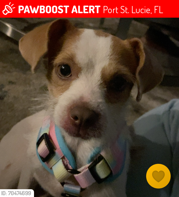 Lost Female Dog last seen Glastonberry, Port Saint Lucie , Port St. Lucie, FL 34953
