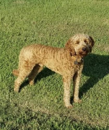 Lost Male Dog last seen County Road 3220 Emory, Tx, Emory, TX 75440