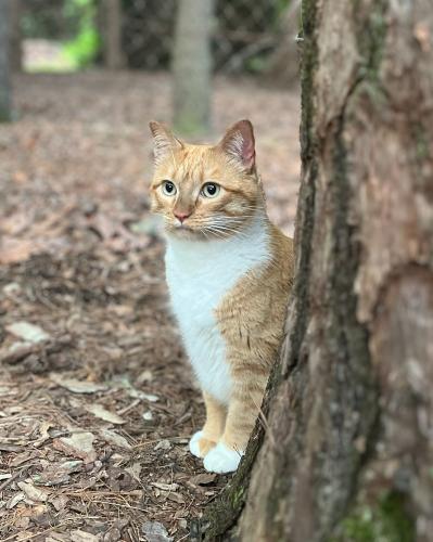 Lost Male Cat last seen Ox Creek Community , Weaverville, NC 28787
