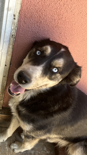Lost Male Dog last seen Ramona and Cogswell rd, El Monte, CA 91732