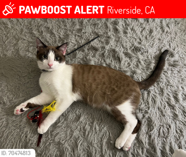 Lost Male Cat last seen Near Cranford ave, Riverside, CA 92507