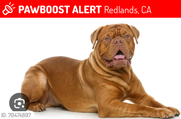 Lost Male Dog last seen Pioneer and orange st , Redlands, CA 92374
