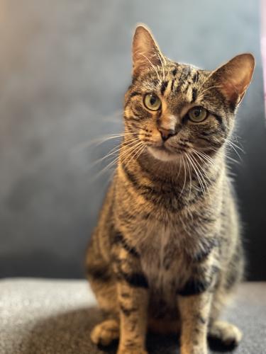 Lost Female Cat last seen Dead end street , Toronto, ON M6C