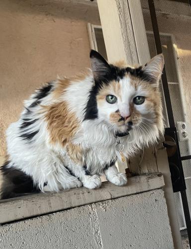 Lost Female Cat last seen Tamar and Amar Rd, La Puente, CA 91746