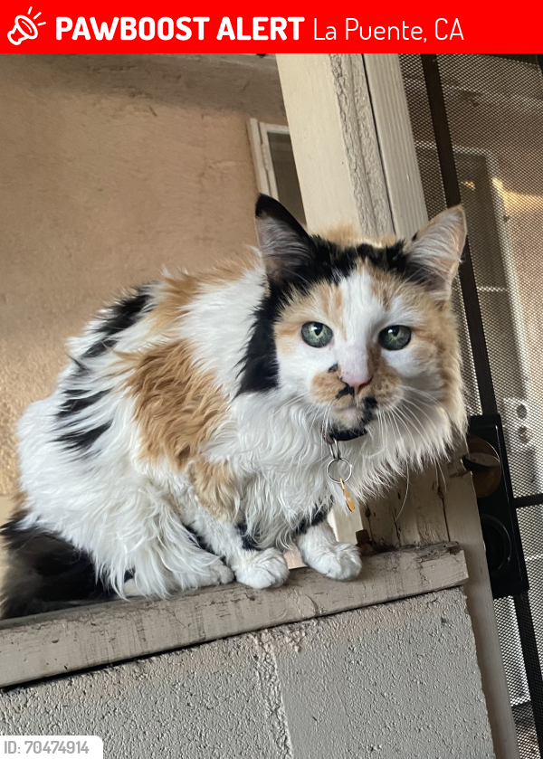 Lost Female Cat last seen Tamar and Amar Rd, La Puente, CA 91746