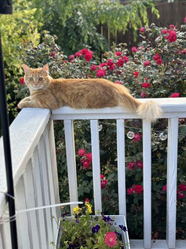 Lost Male Cat last seen Hodges Bend and Boyd’s Creek, Sevierville, TN 37876