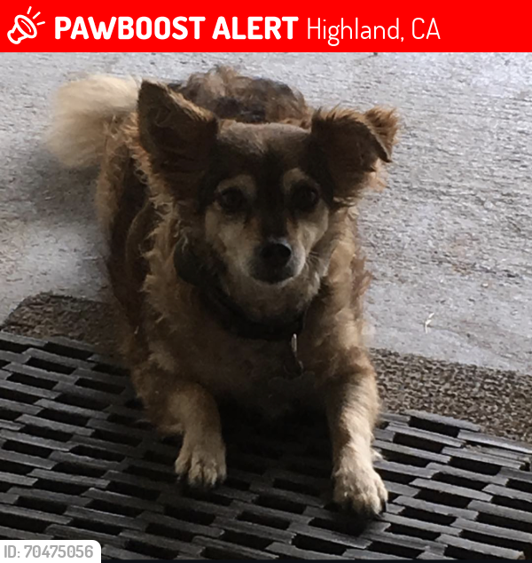 Lost Male Dog last seen Central Ave & 14th street , Highland, CA 92346