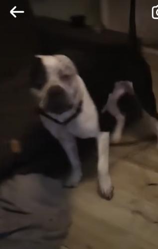 Lost Male Dog last seen S gas station on florence ave and broadway st los angeles ca , Los Angeles, CA 90003
