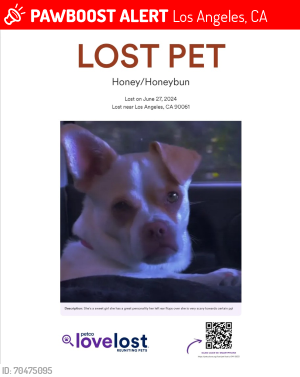 Lost Female Dog last seen Near -429 markton street , Los Angeles, CA 90061
