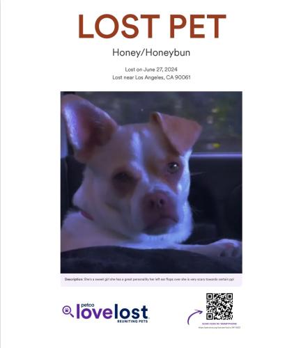 Lost Female Dog last seen Near -429 markton street , Los Angeles, CA 90061