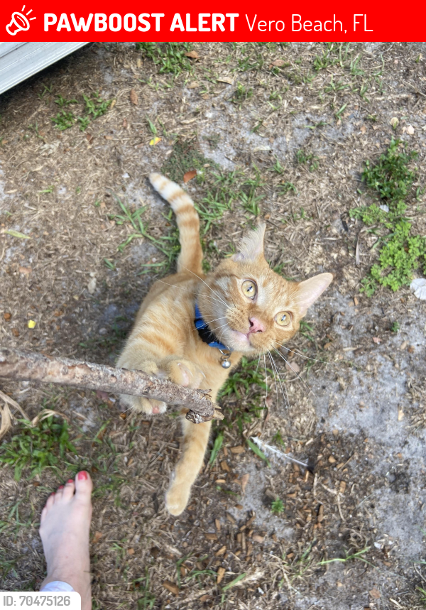 Lost Male Cat last seen 58th Ave & 69th St, Vero Beach, FL 32967